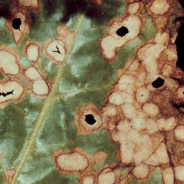 Ramularia Leaf Spot - Beet